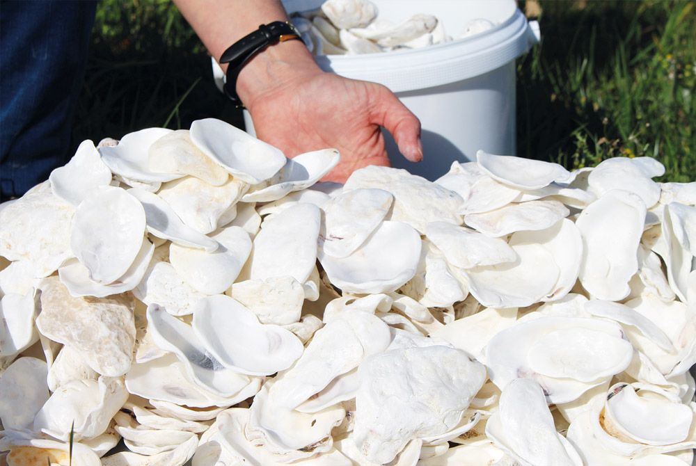 récolte-coquilles-huitres-perlucine